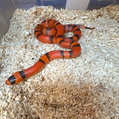 Milk sales snake price